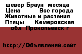 шевер Браун 2месяца › Цена ­ 200 - Все города Животные и растения » Птицы   . Кемеровская обл.,Прокопьевск г.